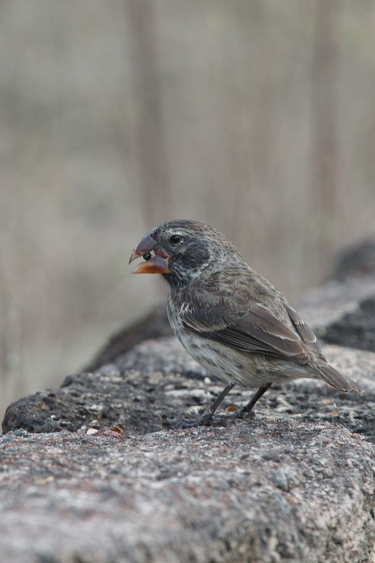 Större darwintangara