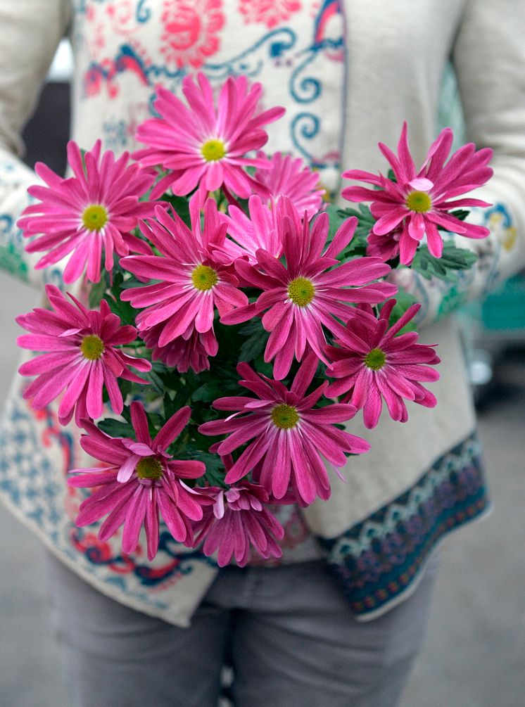 Chrysanthemum till alla hjärtans dag