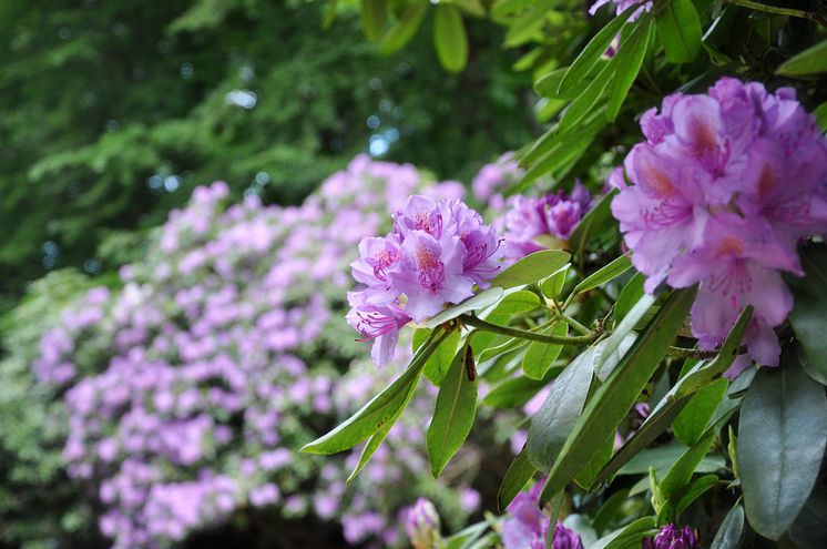 Rhododendron