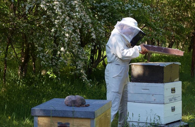 Biodlare Lotta Fabricius Kristiansen tittar till sina bin i Kyrkhamn, Hässelby