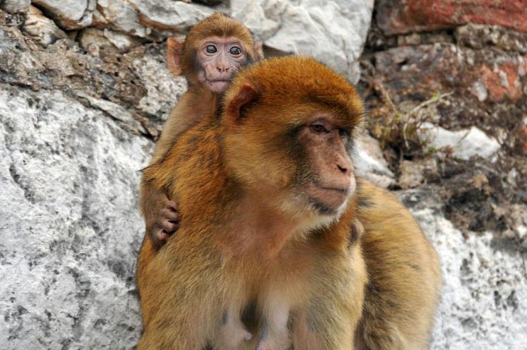 Makakapor på Gibraltar