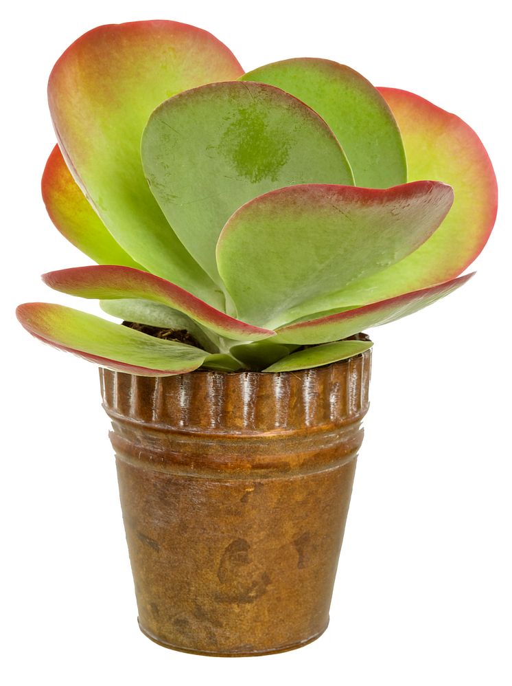 Doftkalankoe, kalanchoe tyrsiflora