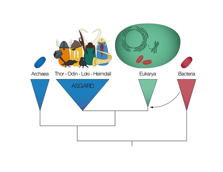 Asgard archaea