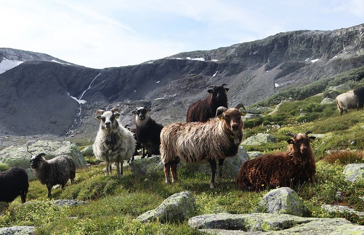 gammalnorskspælsau-hallingskarvet-foto-lotteshephard