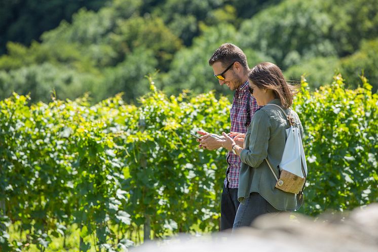 Spaziergang in den Weinbergen mit der App