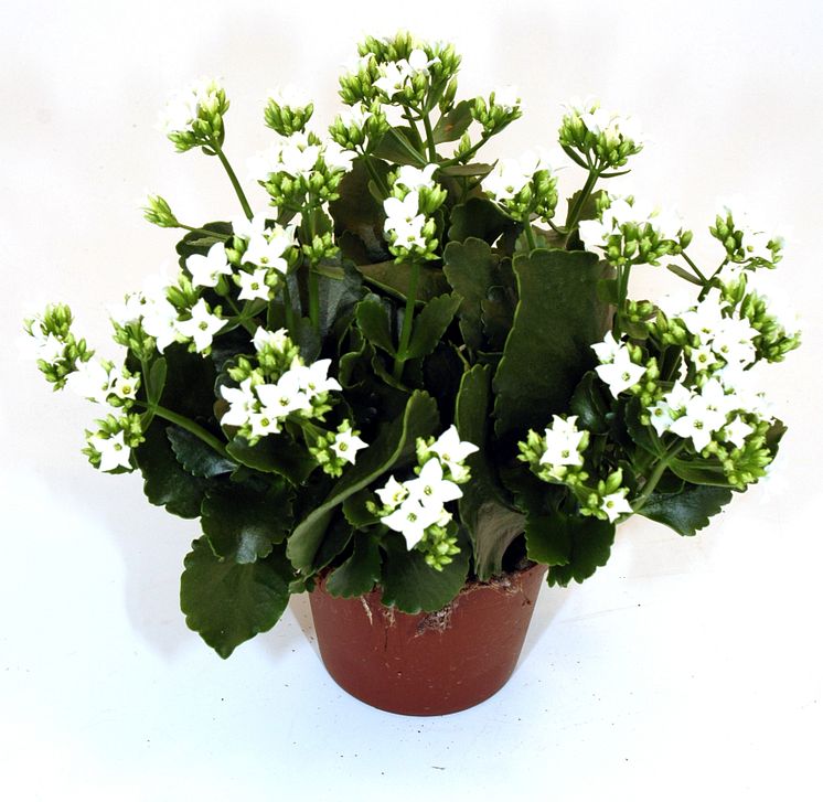 Lucka nr 17 - Vitblommande Kalanchoe i en Blomstrande Julkalender