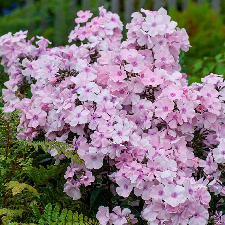 phlox-paniculata-pink-511040