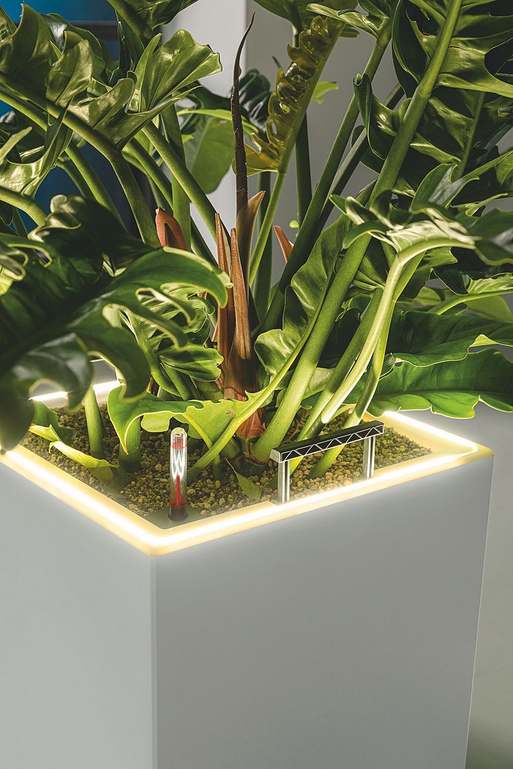 CANTO Stone LED von LECHUZA setzt die Pflanzen mit einem atmosphärischen Licht ins Szene.