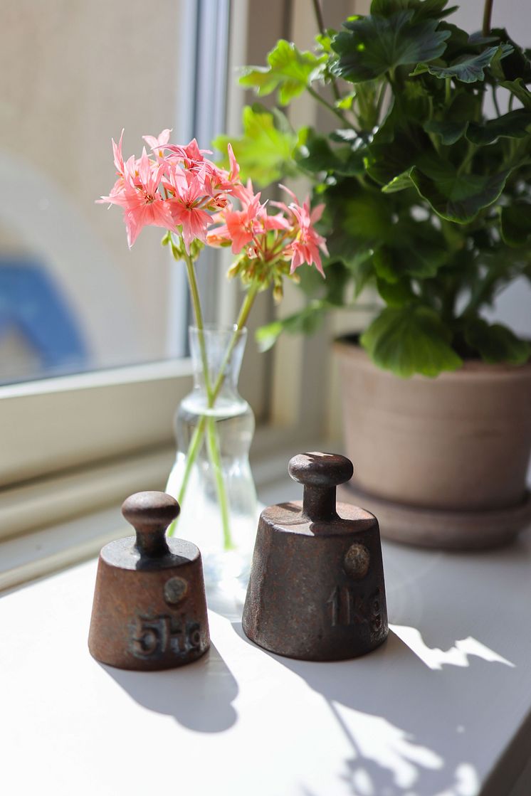 Årets Pelargon 2025 Pelargonium Summer Twist Rose foto SydGrönt (10).jpg