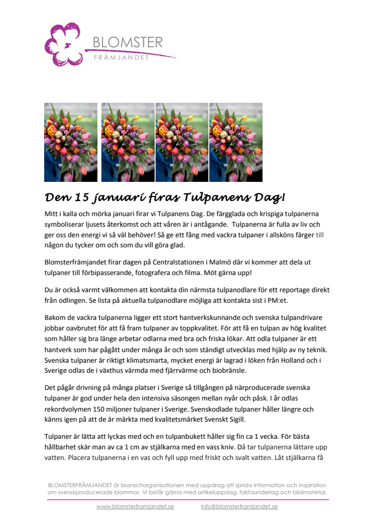 Den 15 januari firas Tulpanens Dag!