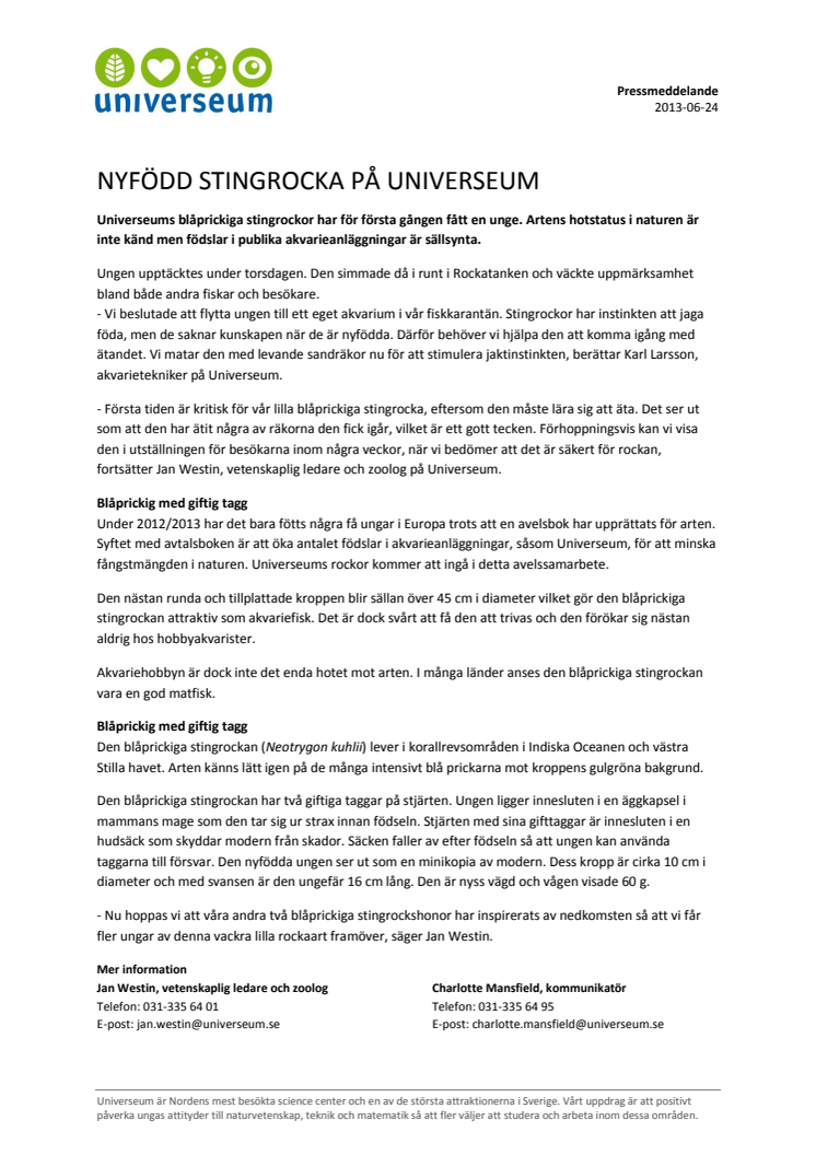 Nyfödd stingrocka på Universeum