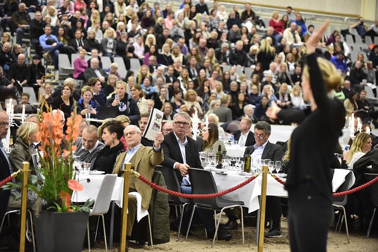 Budning under Swedish Select Horse Sales Auktion