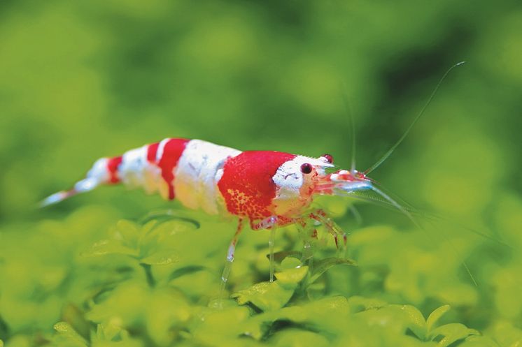 Eine Garnele im Aquarium