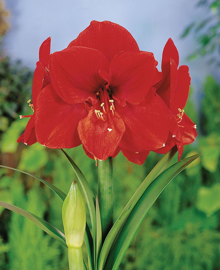 Amaryllis 'Ferrari'