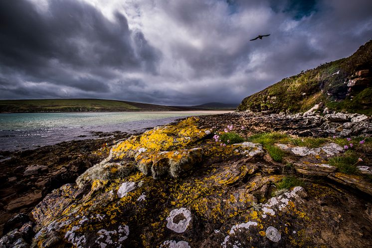 Scapa Landscape