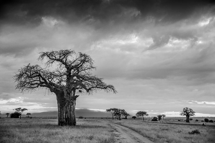 Lone Tree, Kenya 