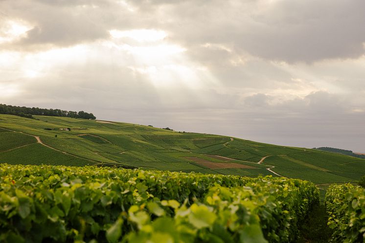 Champagne Ayalas vingård