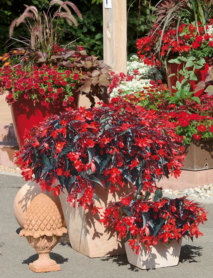 Begonia boliviensis Summerwings Boliviabegonia 