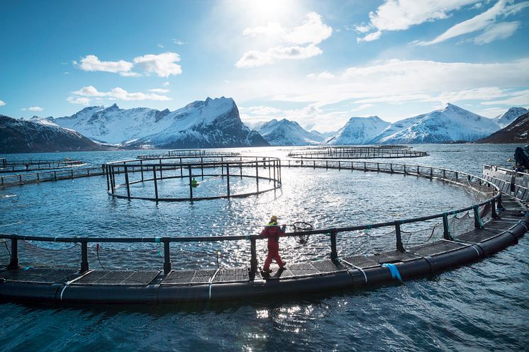 Laksemerd i Nord-Norge - salmon cages in Northern Norway
