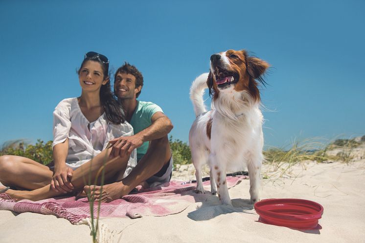 Sommerzeit ist Urlaubszeit. Viele Menschen möchten ihre Vierbeiner dabeihaben. Kein Problem, Hunde lieben das Reisen mit ihrer Familie. 