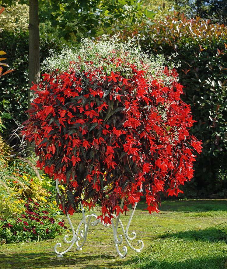 Begonia boliviensis Summerwings Boliviabegonia 