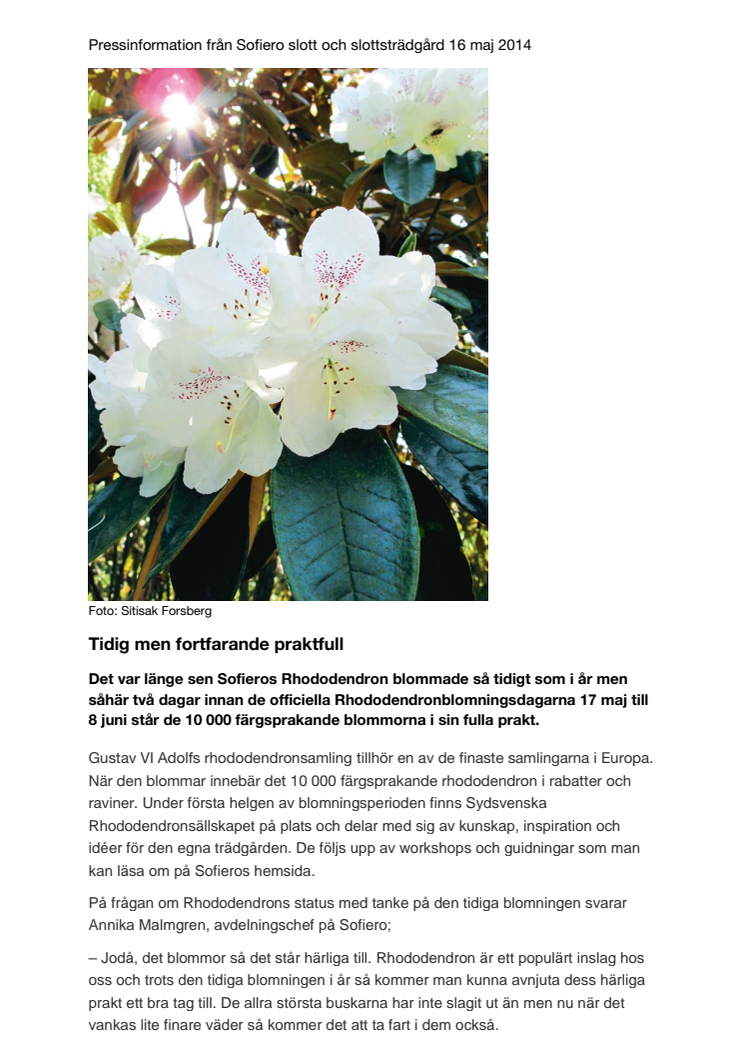 Rhododendron på Sofiero - Tidig men fortfarande praktfull