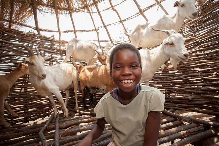 Perina från Zambia med sina getter