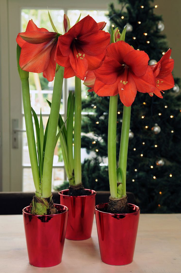 Amaryllis 3