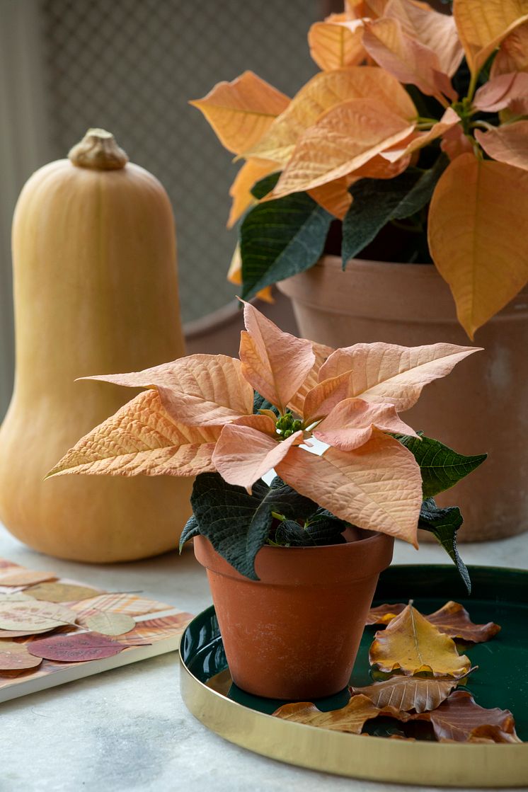 höststjärna_2021_poinsettia_04000_Autumnal_Glow_06