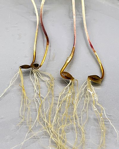 Fig. 4b kornplantor Aphanomyces macrosporus MW-O-20-20-472.jpg