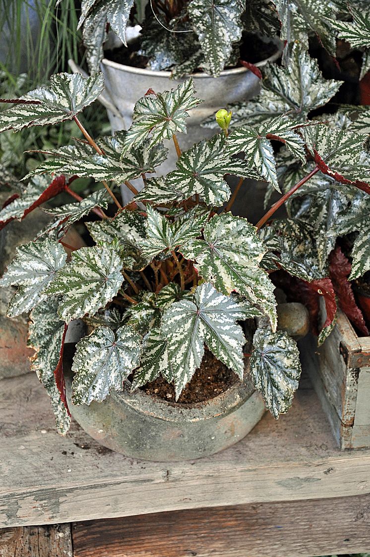 Bladbegonia