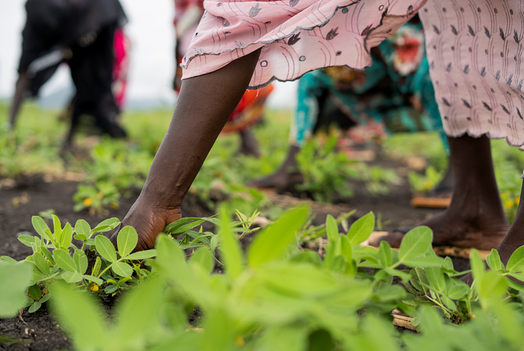 livelihoods_sudan.png