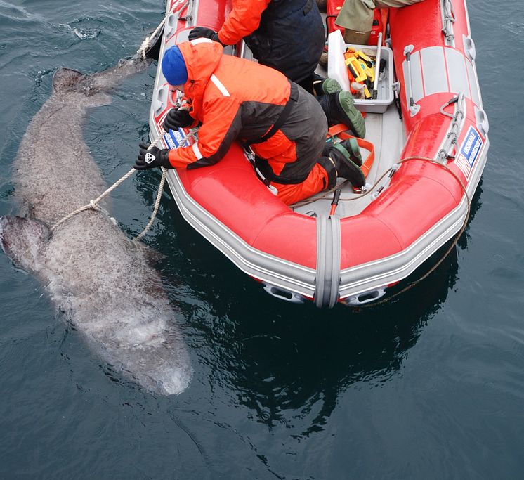 RS13136_Shark tag - Photo Credit 'HusseyLab'.jpg