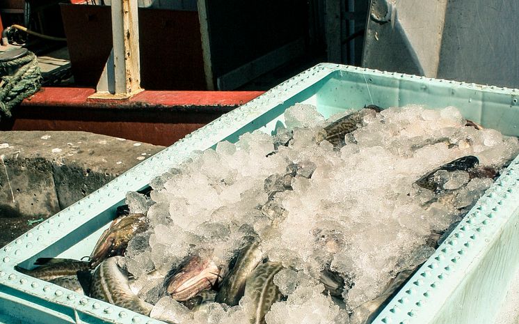 Klart med nästa års fiskekvoter i Östersjön