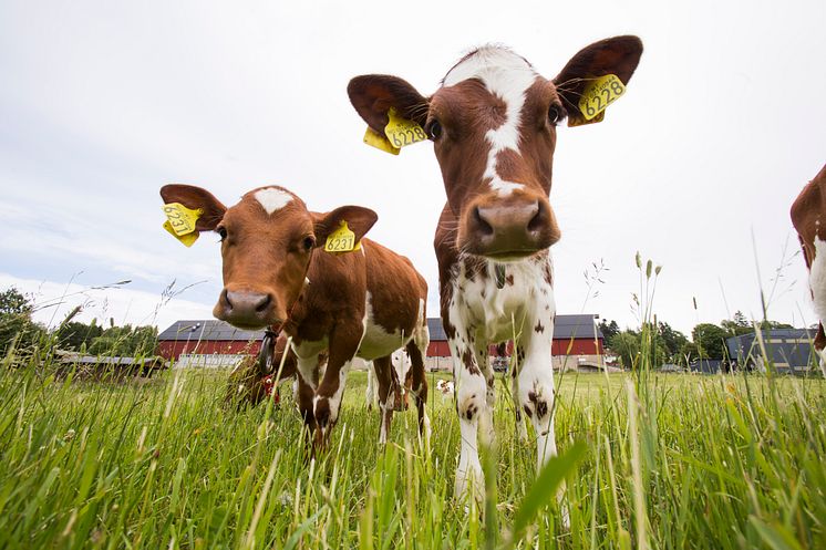 Dyrehelse og matproduksjon er blant forskningsområdene ved NMBU. (Foto: Håkon Sparre/NMBU)