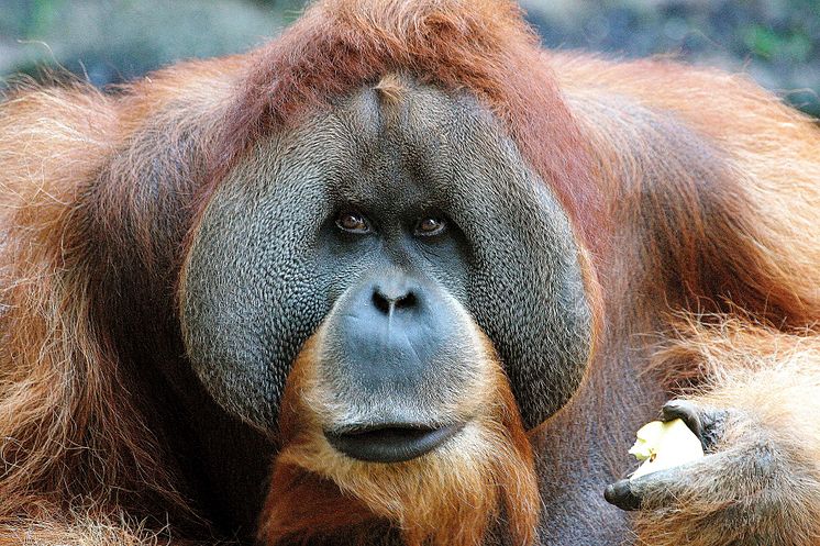 Orang-Utan-Männchen Bimbo