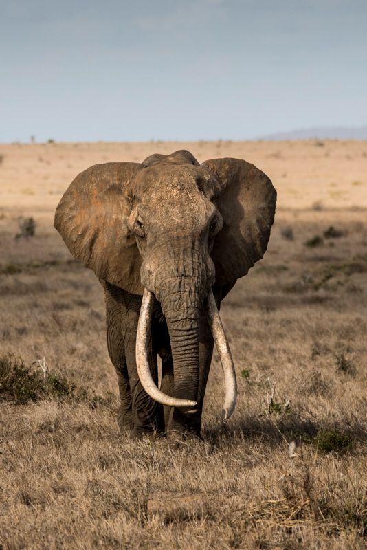 Elefant med stora betar, Tsavo, Kenya