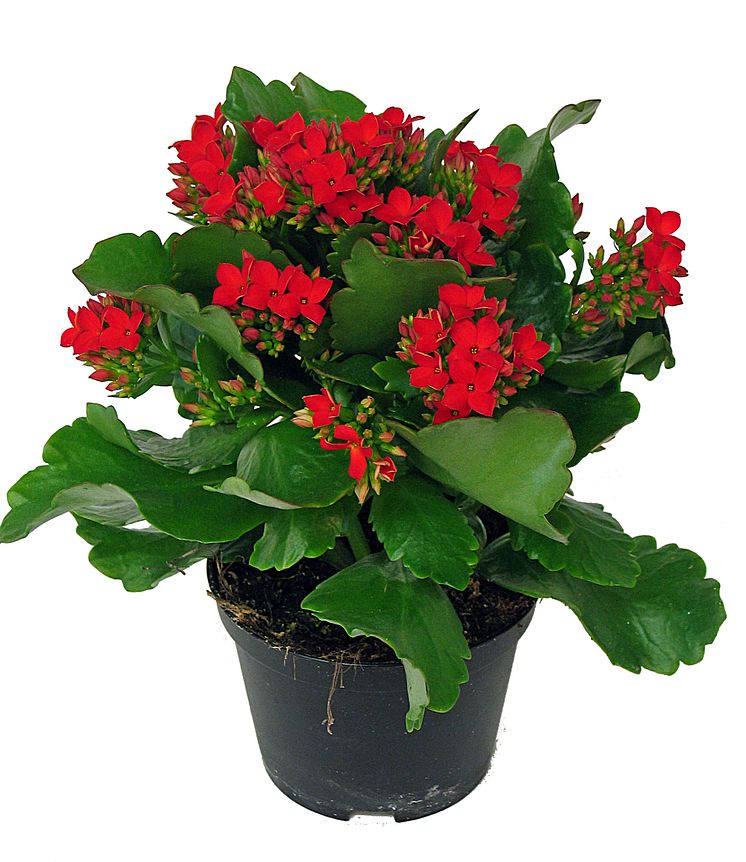 Lucka nr 5 - Rödblommande Kalanchoe i en Blomstrande Julkalender