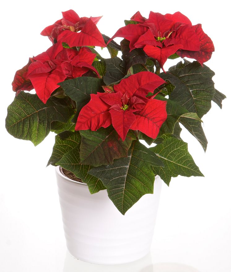 Julstjärna Euphorbia pulcherrima Signe