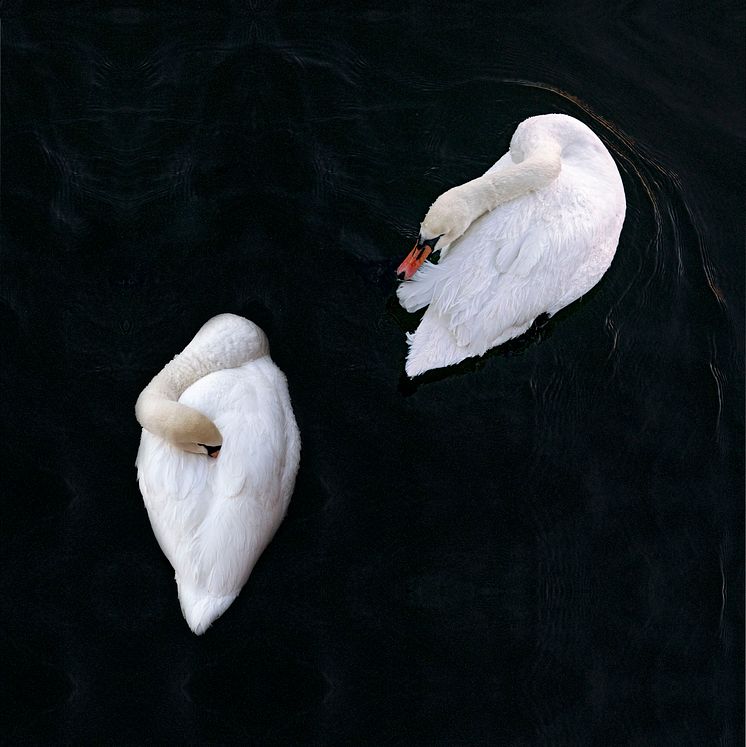 The Swan No. 6