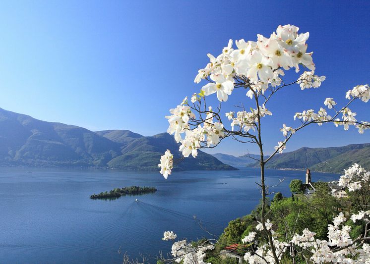 Frühlingswandern am Lago Maggiore (c) Ticino Turismo / Christof Sonderegger
