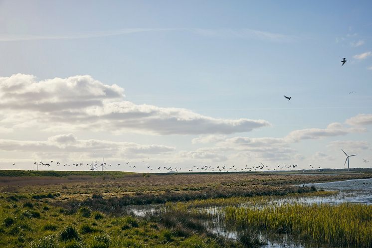 Wadden Sea partnership header