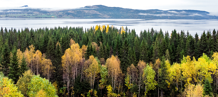 Ockå ångsåg skogsinnehav 2