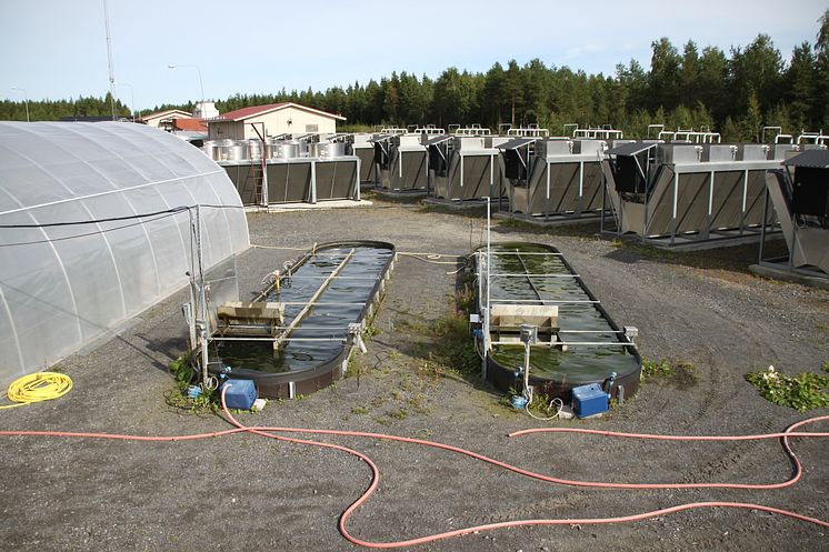 Dåva algae facilities.jpg