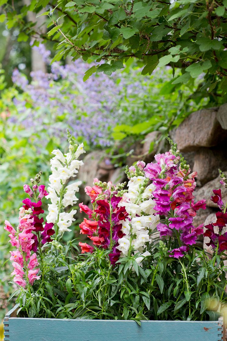 Lejongap - Årets Sommarblomma 2017