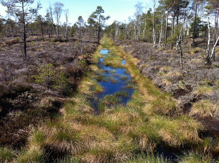 Utdikad våtmark