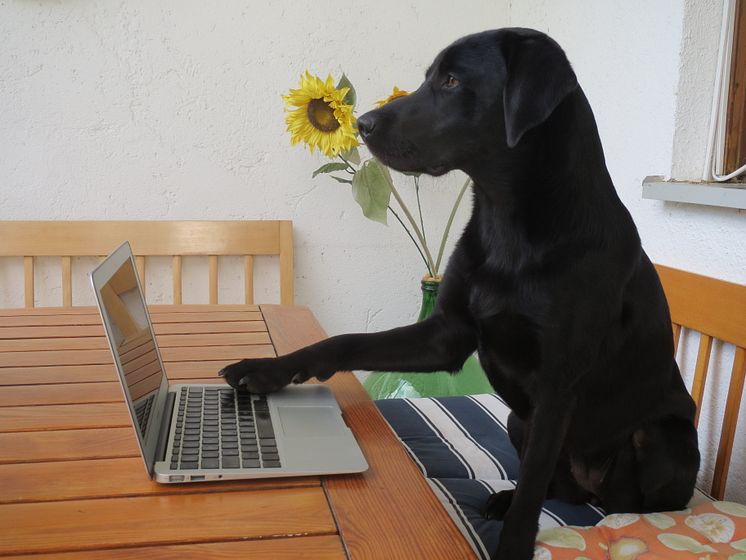 Seul, Hund, Laptop