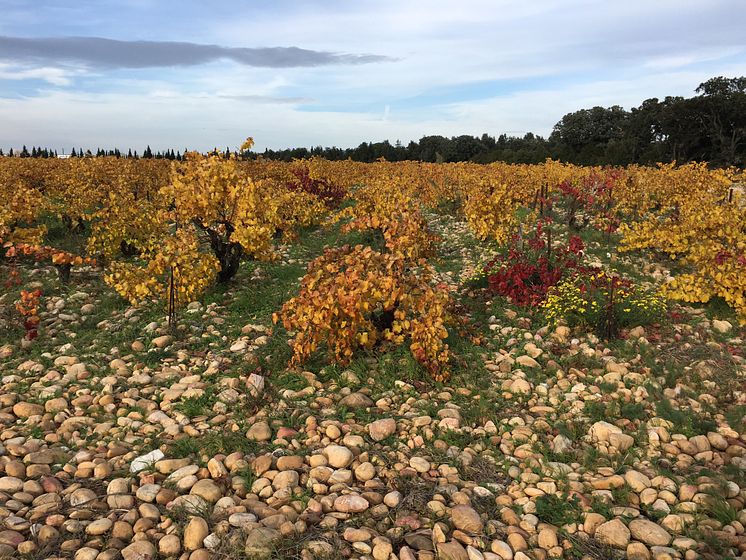 Alain Jaume Autumn vineyard