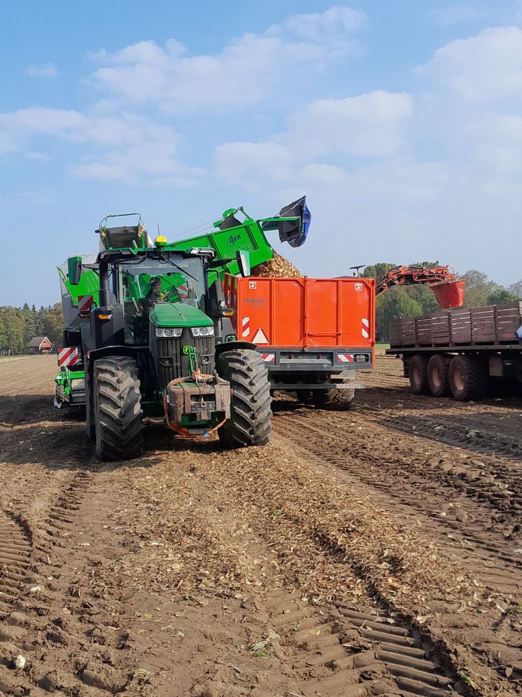 Potatisupptag Tollby gård i Fole_2023