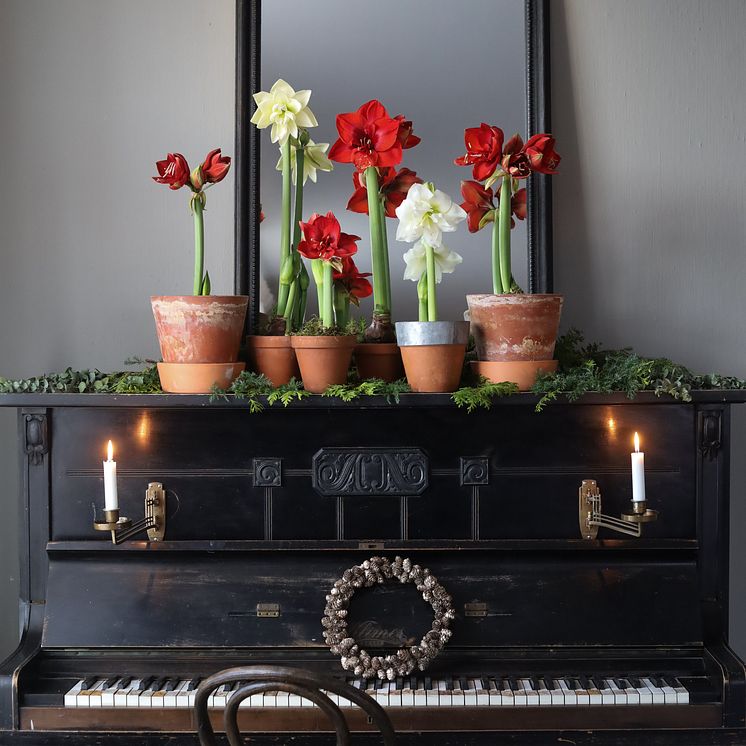 Amaryllis